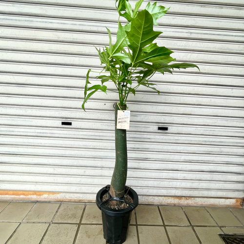 希少！観葉 ブラキキトン ボトルツリーアケリフォリウス 7号鉢 105センチ