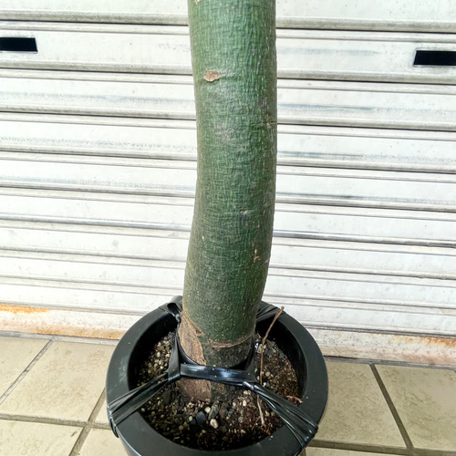 希少種 ボトルツリー アケリフォリウス 7号鉢 観葉植物 現品 その他