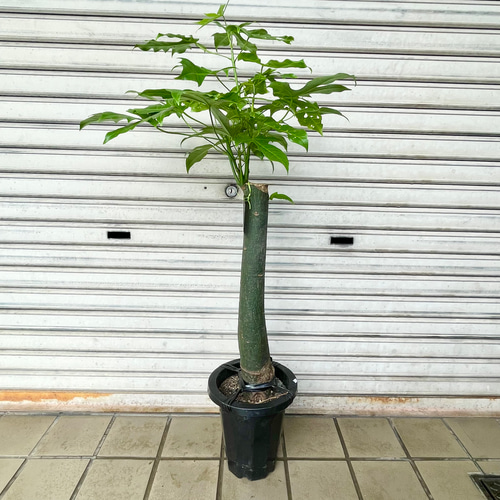 希少種 ボトルツリー アケリフォリウス 7号鉢 観葉植物 現品 その他