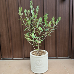 三角の葉が可愛い♪サンカクバアカシア テラコッタ鉢植え 観葉