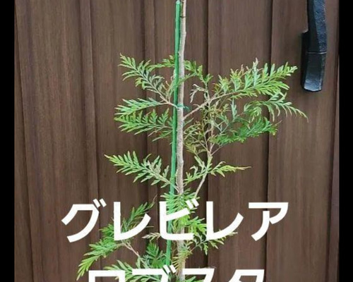 大きめ グレビレア ロブスタ ポット鉢植え 太幹 大苗 シンボルツリー