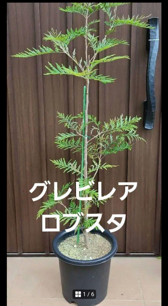 大株　コーストバンクシア　鉢植え　苗　オージープランツ　ワイルドフラワー　太幹 大株 コーストバンクシア 鉢植え 苗 オージープランツ ワイルド