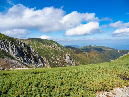 木曽駒産 ジビエ熊の手足（大) 26,000円
