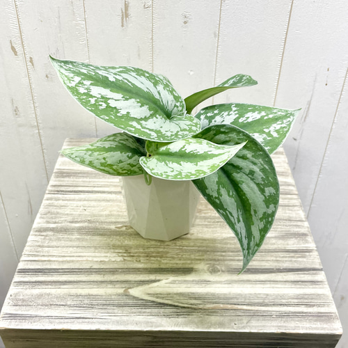 スキンダプサス　マカロ　良斑入り スキンダプサス マカロ 良斑入り - メルカリ