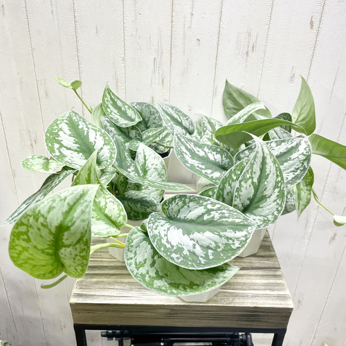 スキンダプサス・スワーナブミ 斑入り　1 スキンダプサス・スワーナブミ 斑入り 1