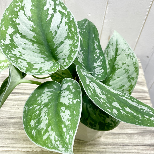 明るい斑入りが魅力 スキンダプサス・トレビー 4号鉢 その他インテリア