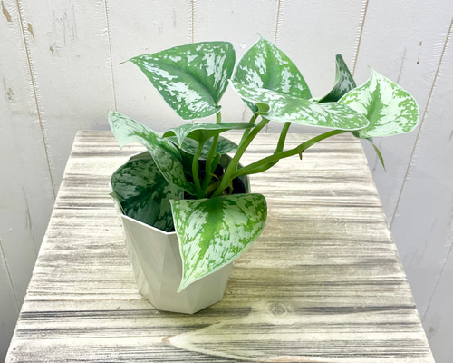 明るい斑入りが魅力 スキンダプサス・トレビー 4号鉢 その他インテリア