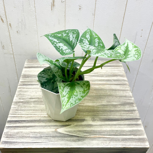 スキンダプサス　マヤリ　斑入り　カット苗 Amazon｜スキンダプサス マヤリ斑入りScindapsus Pictus