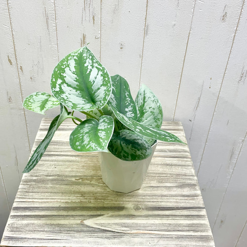 明るい斑入りが魅力 スキンダプサス・トレビー 4号鉢 その他インテリア