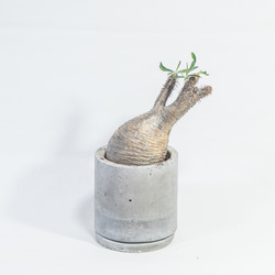 ≪ レア植物 ≫癒しのコーデックス・グラキリスの鉢植え（現地株／発根