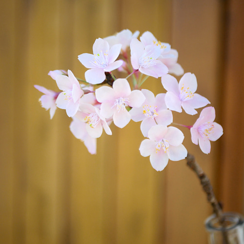 桜のクレイフラワー 約53cm インテリア用 枯れない 桜 L 桜の枝使用 Géant（ジェアン）✿クレイフラワー NO.S3