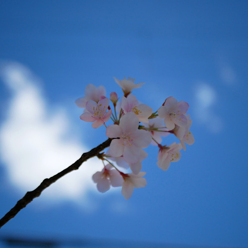 枯れない 桜 L 桜の枝使用 Géant（ジェアン）✿クレイフラワー NO.S3