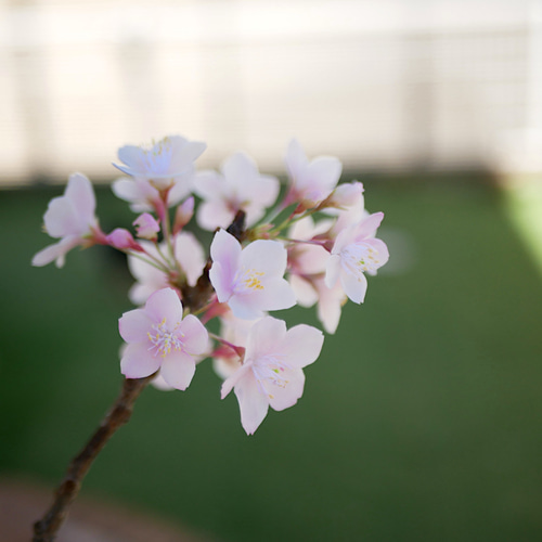 枯れない 桜 L 桜の枝使用 Géant（ジェアン）✿クレイフラワー NO.S3
