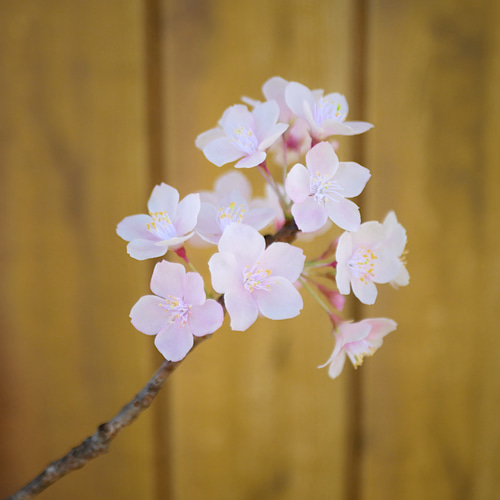 枯れない 桜 L 桜の枝使用 Géant（ジェアン）✿クレイフラワー NO.S3