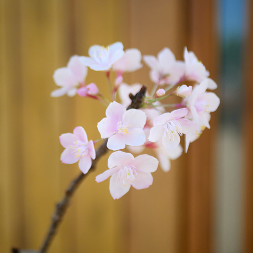枯れない 桜 L 桜の枝使用 Géant（ジェアン）✿クレイフラワー NO.S3