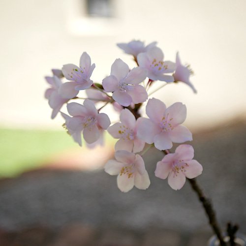 枯れない 桜 L 桜の枝使用 Géant（ジェアン）✿クレイフラワー NO.S3