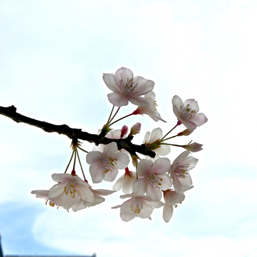 枯れない 桜 L 桜の枝使用 Géant（ジェアン）✿クレイフラワー NO.S3