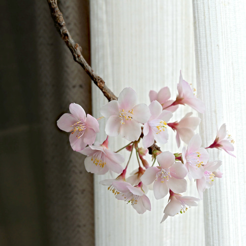枯れない 桜 L 桜の枝使用 Géant（ジェアン）✿クレイフラワー NO.S3