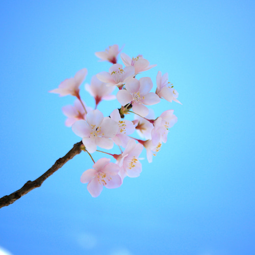 枯れない 桜 L 桜の枝使用 Géant（ジェアン）✿クレイフラワー NO.S3