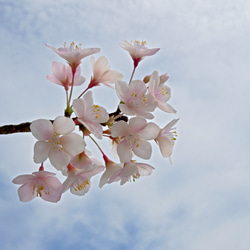 桜のクレイフラワー NO.S3 Géant（ジェアン）✿クレイフラワー 桜の枝使用 L 桜 枯れない インテリア用 約53cm その他