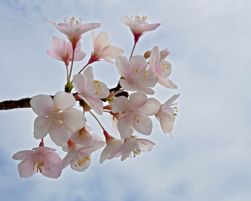 桜のクレイフラワー 約53cm インテリア用 枯れない 桜 L 桜の枝使用 Géant（ジェアン）✿クレイフラワー NO.S3