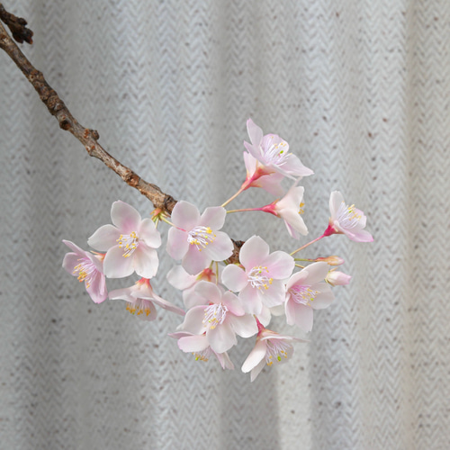 枯れない 桜 L 桜の枝使用 Géant（ジェアン）✿クレイフラワー NO.S3