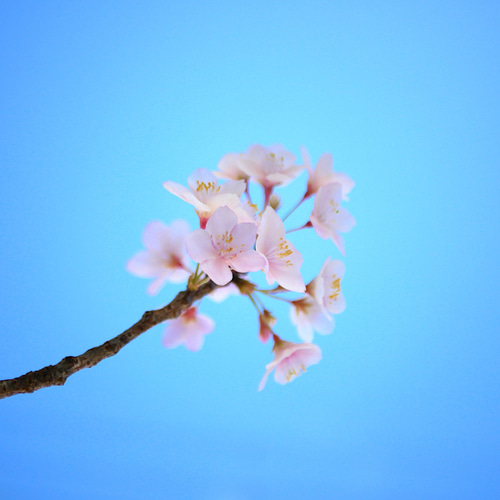 枯れない 桜 L 桜の枝使用 Géant（ジェアン）✿クレイフラワー NO.S3