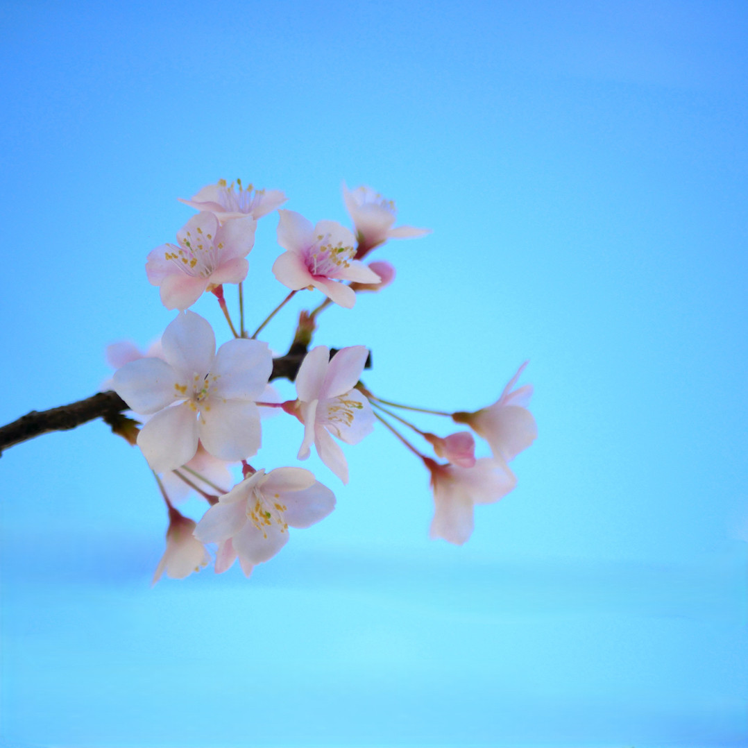 枯れない 桜 M　桜の枝使用 ✿クレイフラワー　NO.S3-edaM2