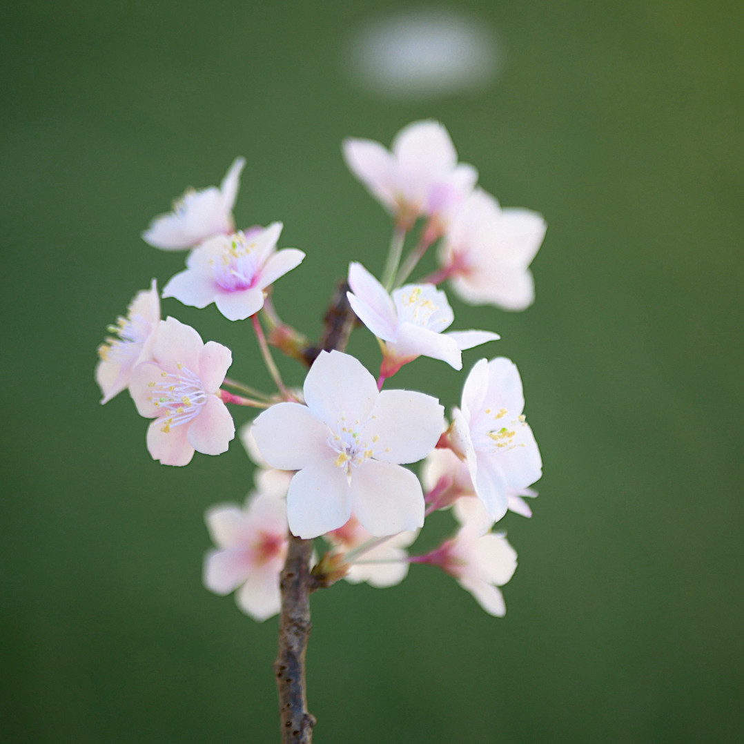枯れない 桜 M　桜の枝使用 ✿クレイフラワー　NO.S3-edaM2