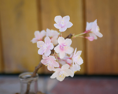 クレイフラワー　桜草 ☆クレイフラワー作品（春の訪れ・桜草ー2）☆ | iichi 日々の