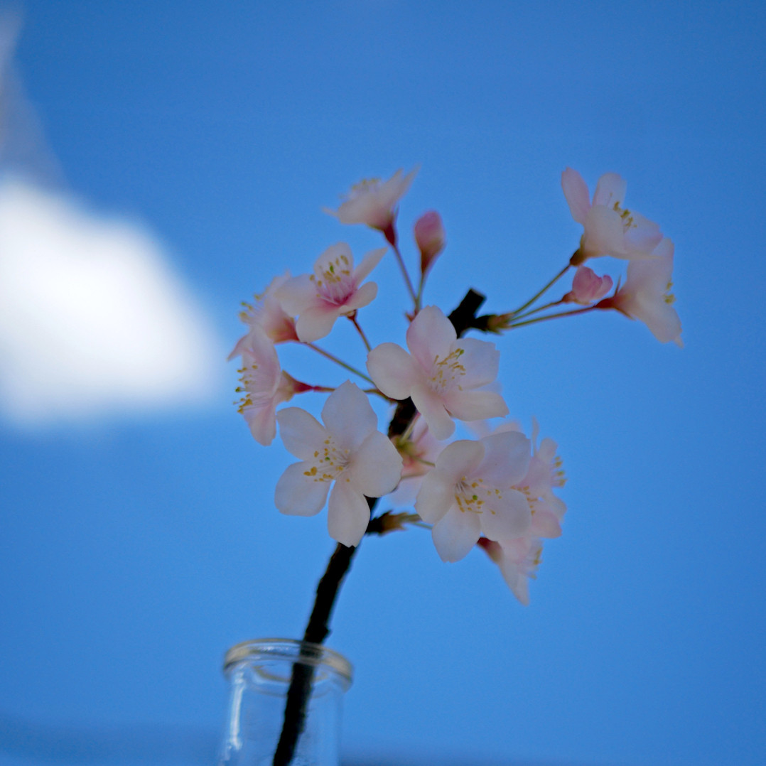 枯れない 桜 M　桜の枝使用 ✿クレイフラワー　NO.S3-edaM2