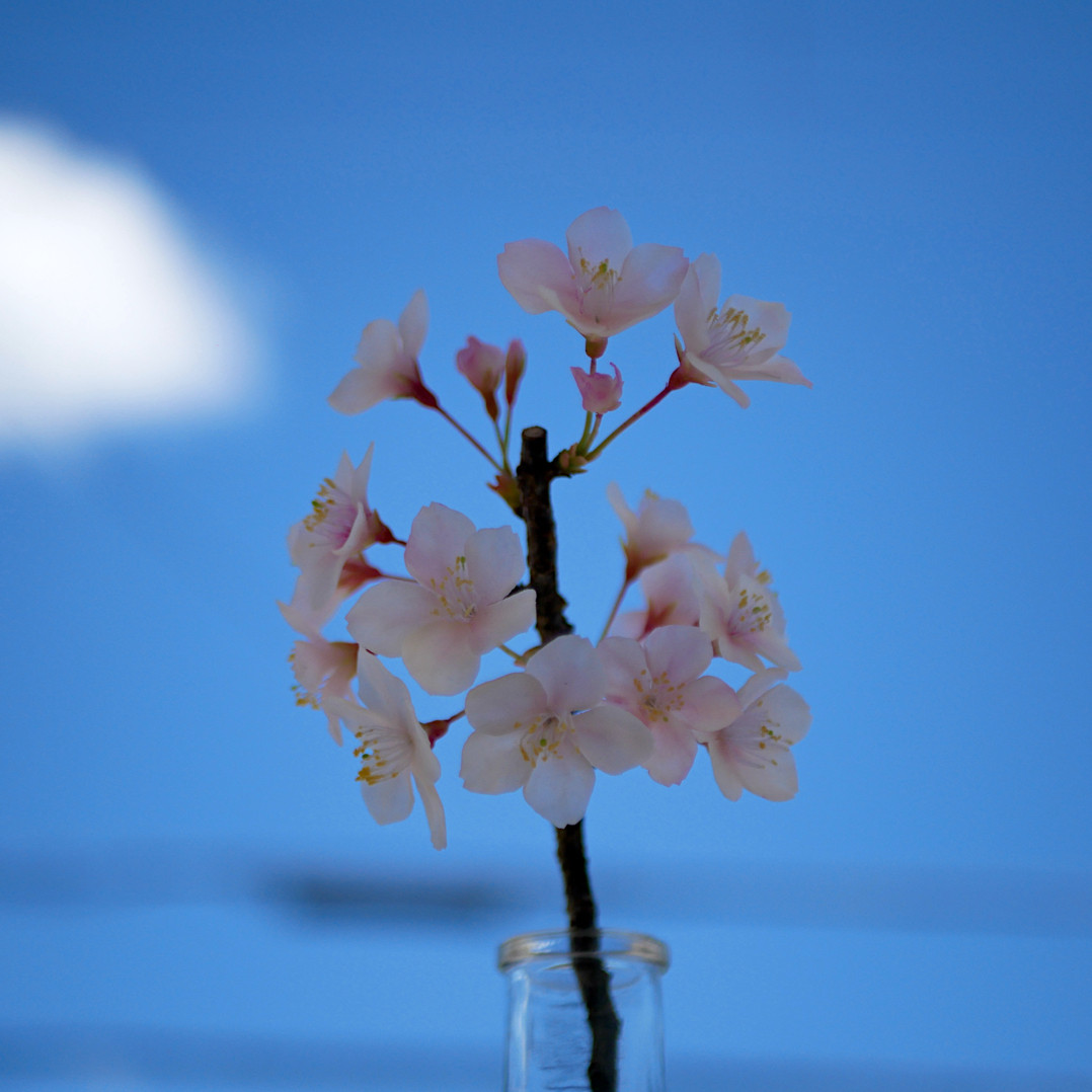 枯れない 桜 M　桜の枝使用 ✿クレイフラワー　NO.S3-edaM2