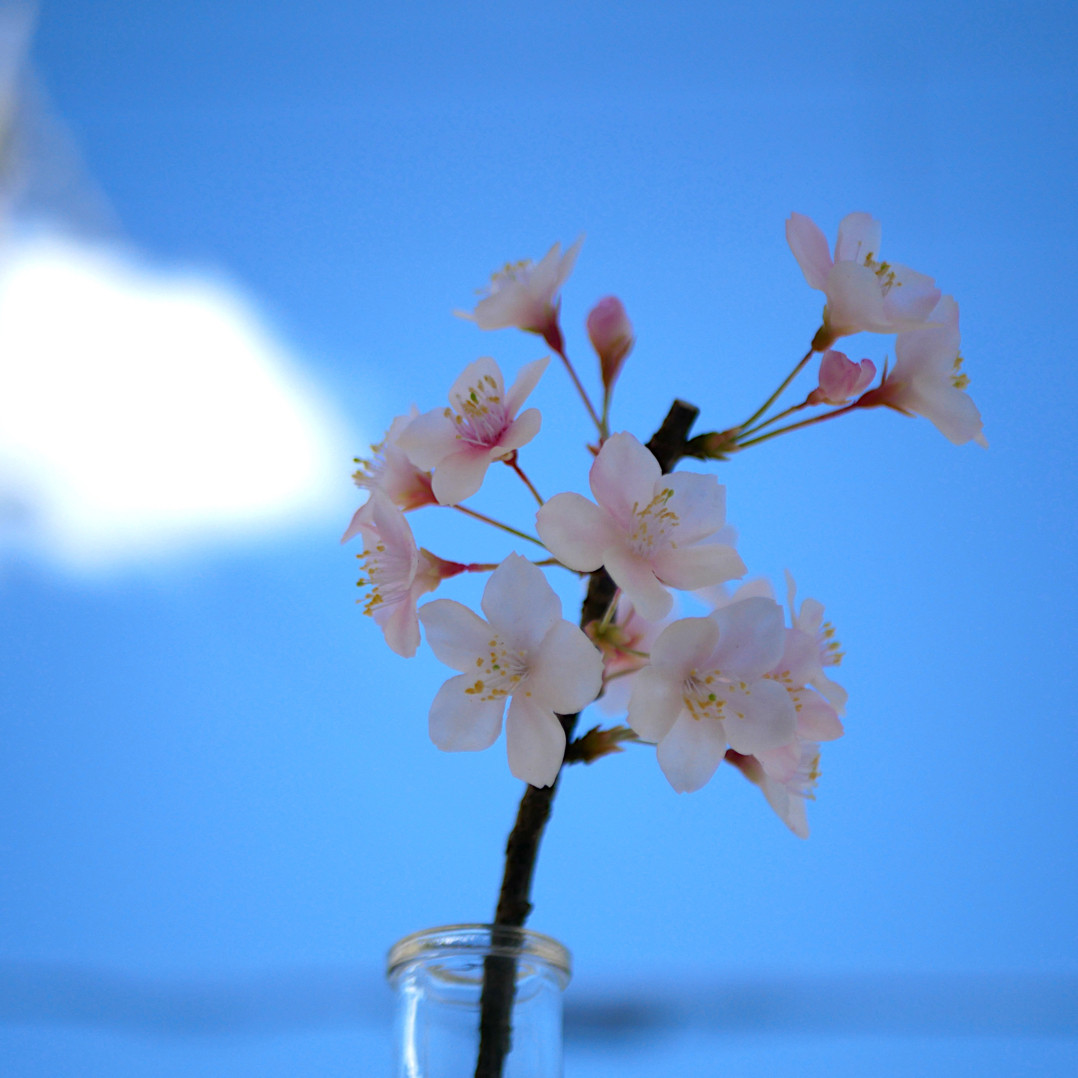枯れない 桜 M　桜の枝使用 ✿クレイフラワー　NO.S3-edaM2