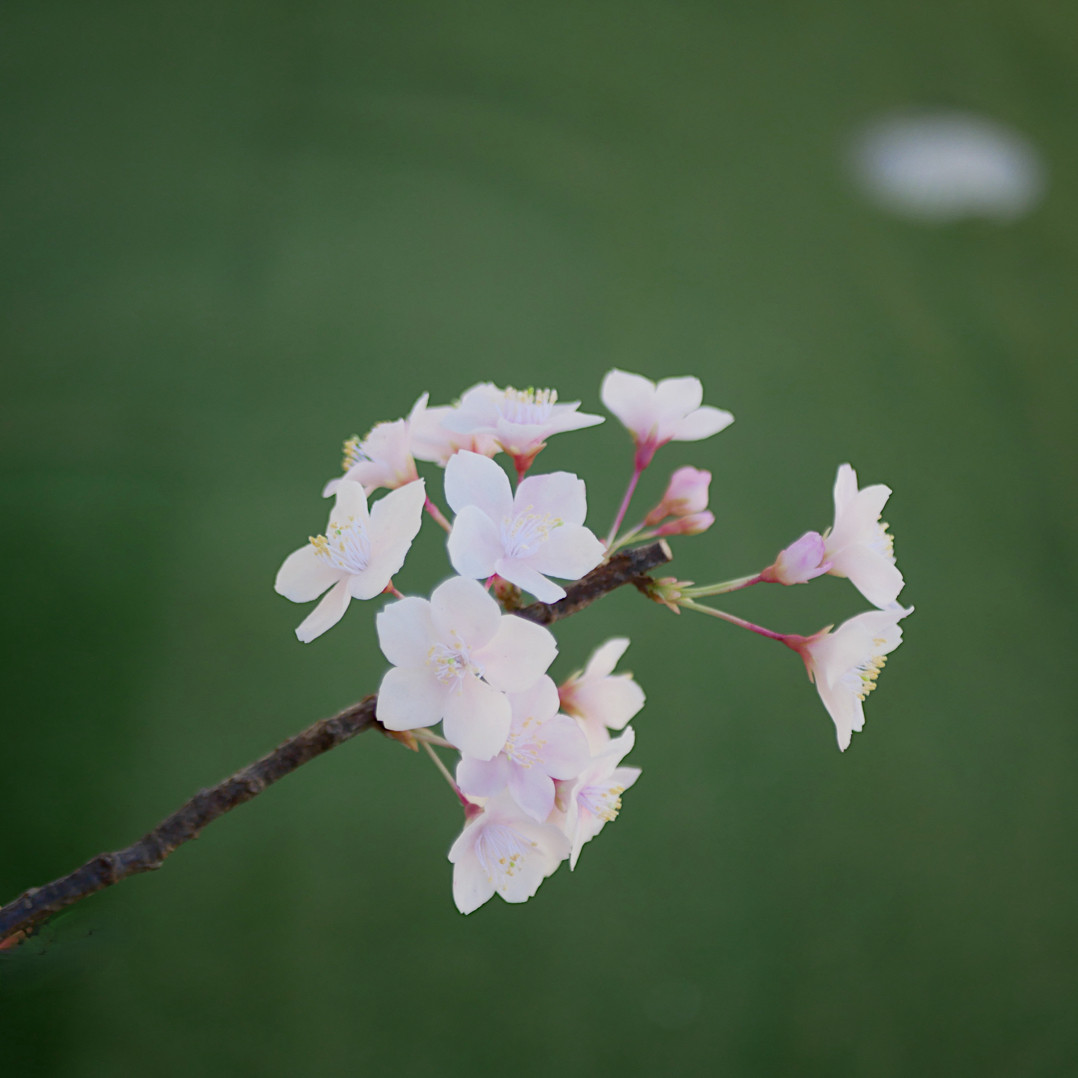 枯れない 桜 M　桜の枝使用 ✿クレイフラワー　NO.S3-edaM2