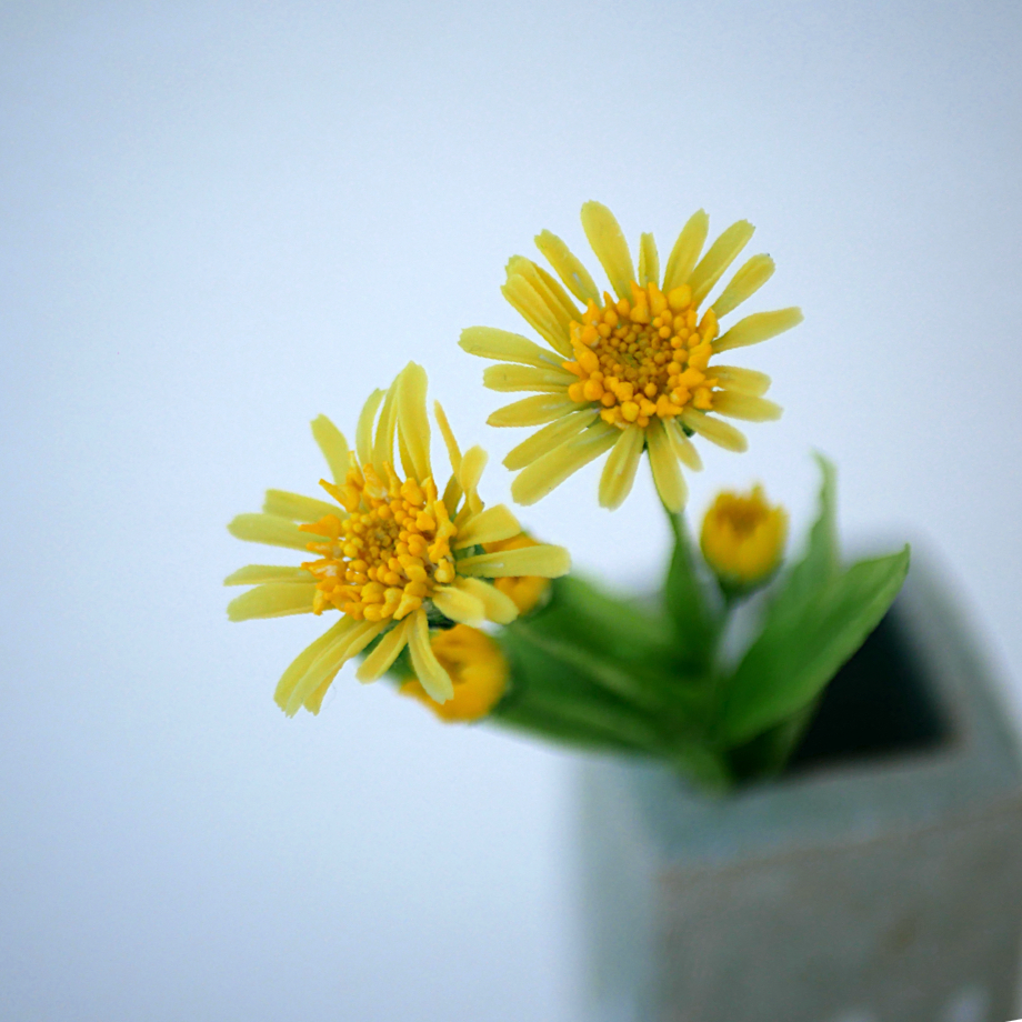 アルニカ・モンタナ 　クレイフラワー NO.A14-1