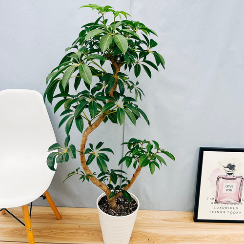 現品］23番 ツピタンサス 8号 観葉植物 室内 大型 おしゃれ シェフレラ