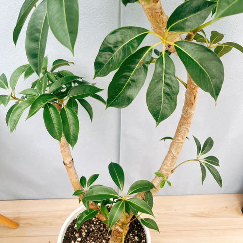 現品］23番 ツピタンサス 8号 観葉植物 室内 大型 おしゃれ