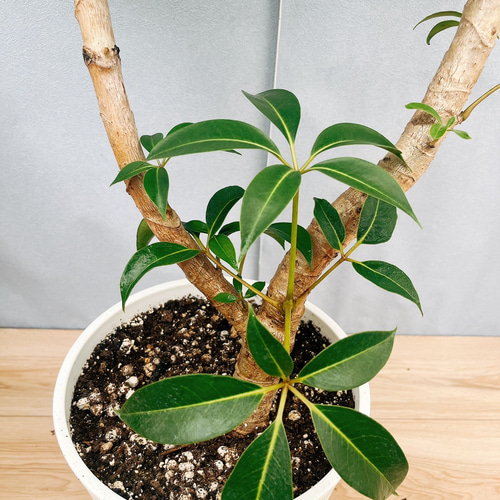 現品］23番 ツピタンサス 8号 観葉植物 室内 大型 おしゃれ シェフレラ