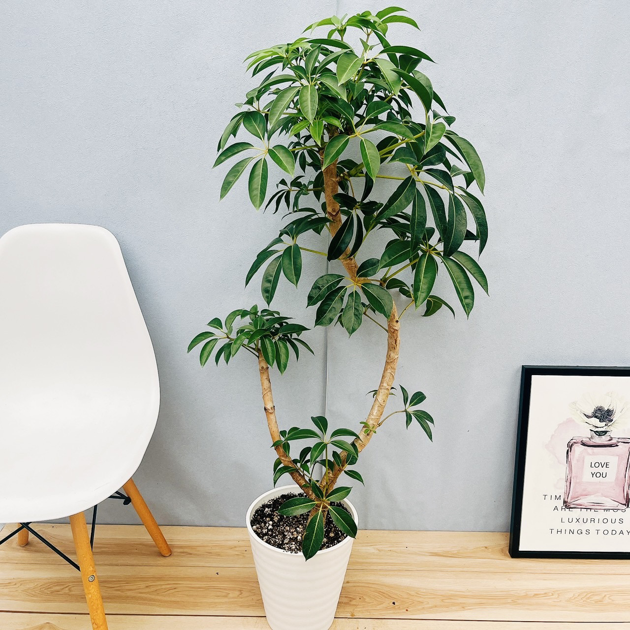 現品］23番 ツピタンサス 8号 観葉植物 室内 大型 おしゃれ