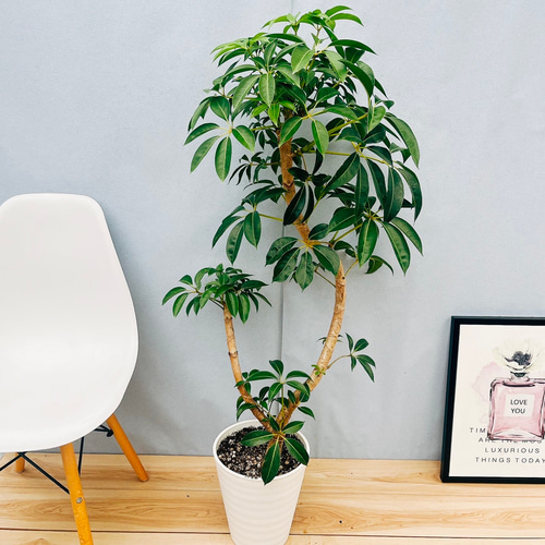 引取限定★ツピタンサス　8号　個性的　観葉植物 観葉植物 ツピタンサス（8号鉢）｜HanaPrime（ハナプライム）