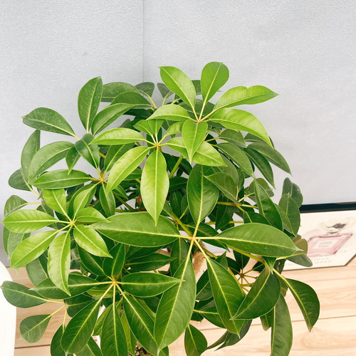 現品］23番 ツピタンサス 8号 観葉植物 室内 大型 おしゃれ シェフレラ