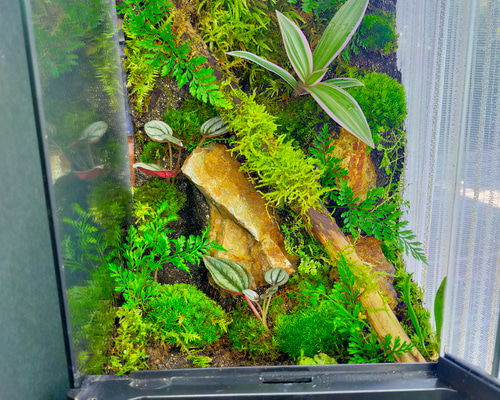 完成品！隠れ家付き｜苔と観葉植物の癒し空間／生体ケージ