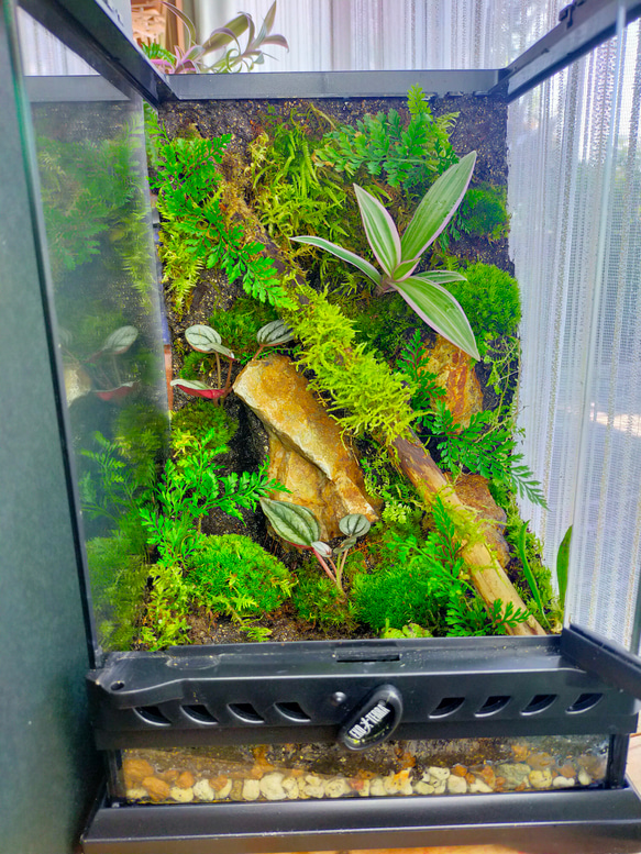 隠れ家付き！苔テラリウム生体飼育ケージ 完成品！隠れ家付き｜苔と観葉植物の癒し空間／生体ケージ
