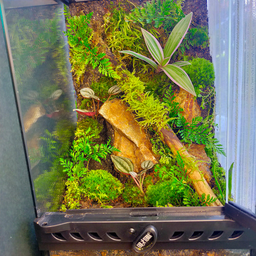 隠れ家付き！苔テラリウム生体飼育ケージ 完成品！隠れ家付き｜苔と観葉植物の癒し空間／生体ケージ