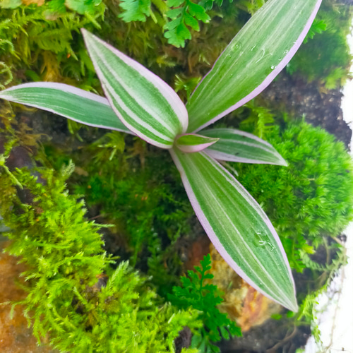 完成品！隠れ家付き｜苔と観葉植物の癒し空間／生体ケージ（グラステラリウムナノ） 完成品！隠れ家付き｜苔と観葉植物の癒し空間／生体ケージ