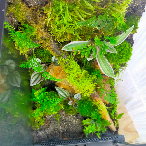 完成品！隠れ家付き｜苔と観葉植物の癒し空間／生体ケージ