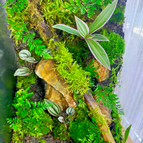 完成品！隠れ家付き｜苔と観葉植物の癒し空間／生体ケージ