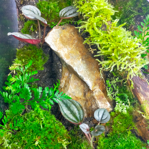 完成品！隠れ家付き｜苔と観葉植物の癒し空間／生体ケージ（グラステラリウムナノ） 完成品！隠れ家付き｜苔と観葉植物の癒し空間／生体ケージ