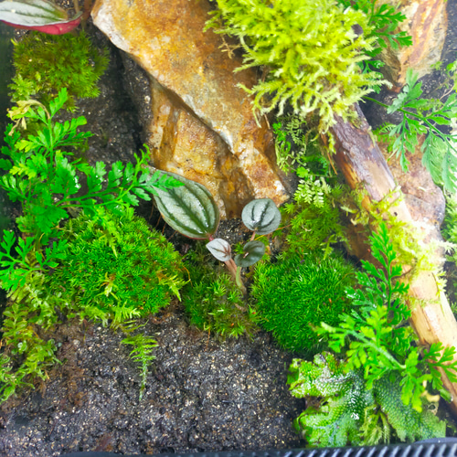 完成品！隠れ家付き｜苔と観葉植物の癒し空間／生体ケージ（グラス