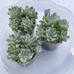 2025 New✨多肉植物 ソングフォーユー 韓国苗